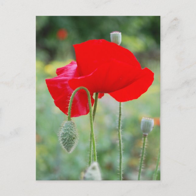 red poppy postcard (Front)
