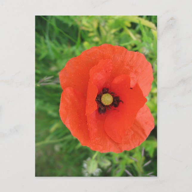 Red Poppy Postcard (Front)