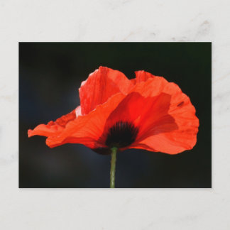 Red Poppy Postcard