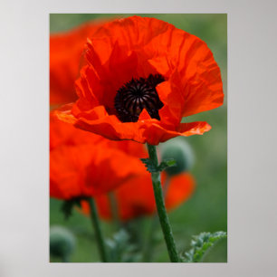 Red Poppy Poster
