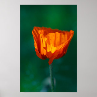 Red Poppy Poster