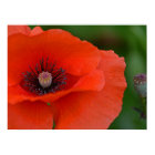 Red Poppy Poster