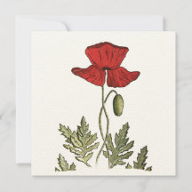 Red Poppy