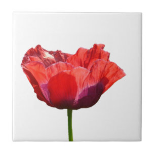 Red Poppy Tile