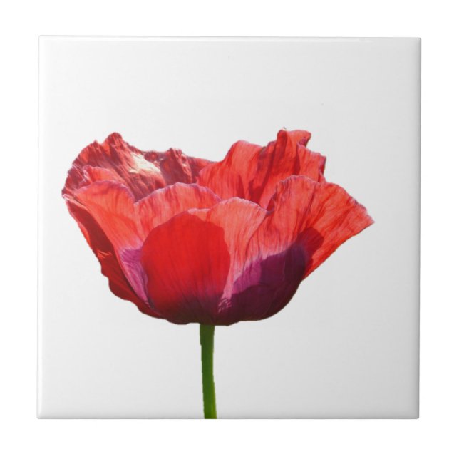 Red Poppy Tile (Front)