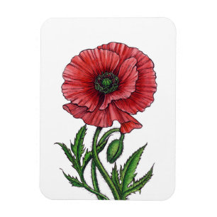 Red poppy, watercolor and ink magnet