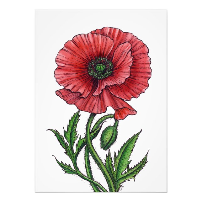 Red poppy, watercolor and ink photo print (Front)