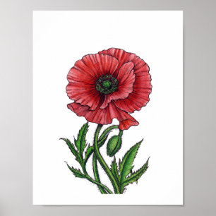 Red poppy, watercolor and ink poster