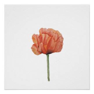Red Poppy Watercolor Botanical Print