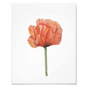 Red Poppy Watercolor Botanical Print