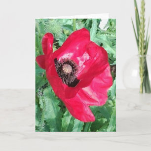 Red Poppy x 2 Photos Greeting Card