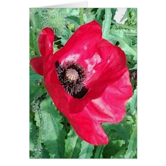 Red Poppy x 2 Photos Greeting Card