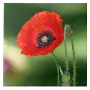 Red Poppyseed Ceramic Tile