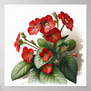 Red Primrose Flowers Art Print Poster