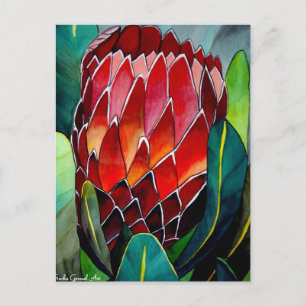 Red Protea flower original watercolour art Postcard