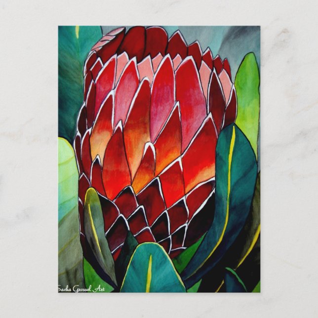 Red Protea flower original watercolour art Postcard (Front)