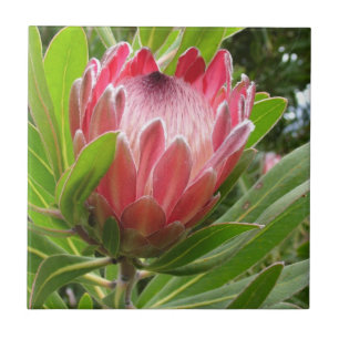 Red Protea Tile