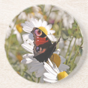 Red Purple Black Butterfly on Daisies Coaster
