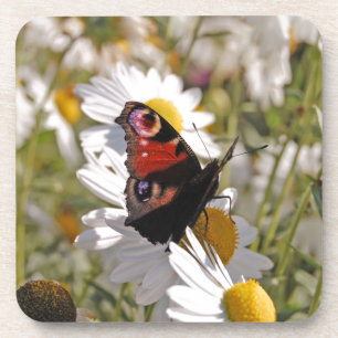 Red Purple Black Butterfly on Daisies Coaster