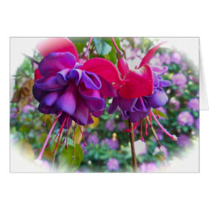 Red Purple Fushia Blossoms