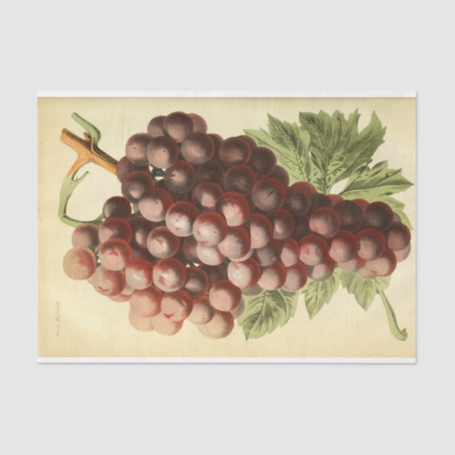 Red Purple Grape Wine Ephemera Decoupage Tissue Paper (Front)