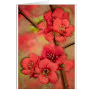 Red Quince Blossom