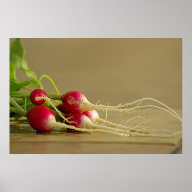 Red Radishes Poster (Front)