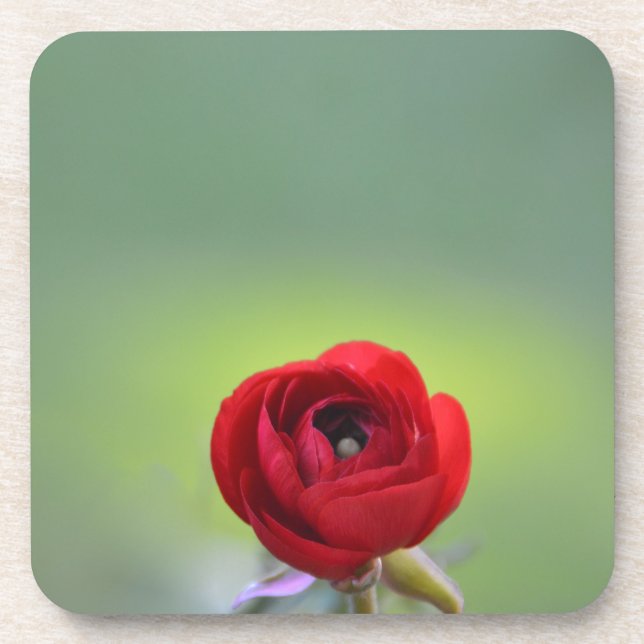 Red Ranunculus Blossom Coaster (Front)