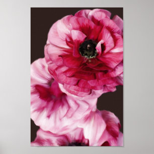 Red Ranunculus Poster