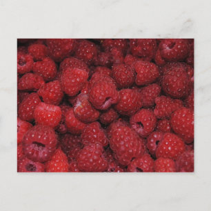 Red Raspberries Postcard