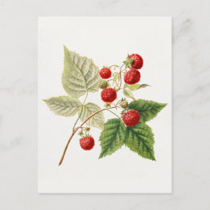 Red Raspberries (Rubus Xneglectus) Fruit Painting Postcard
