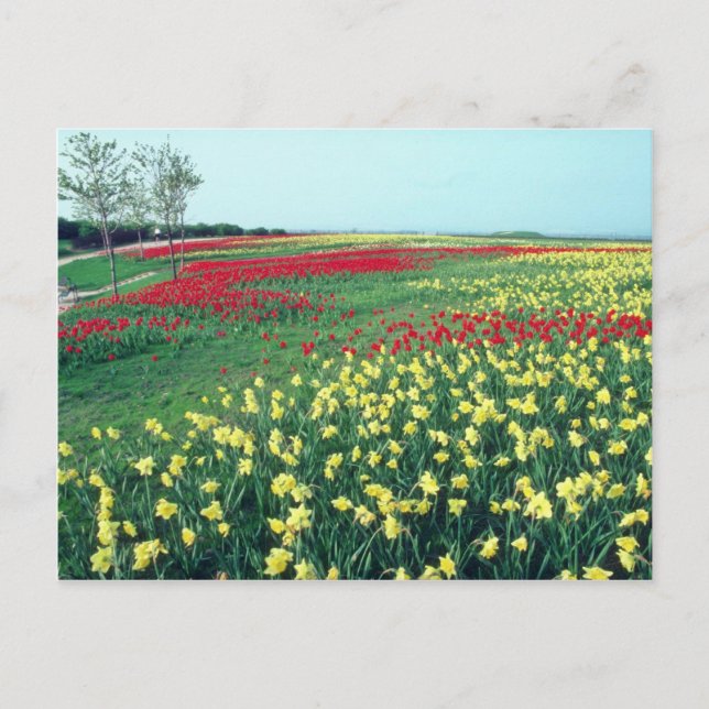 Red Red and white tulips, Kew Gardens flowers Postcard (Front)