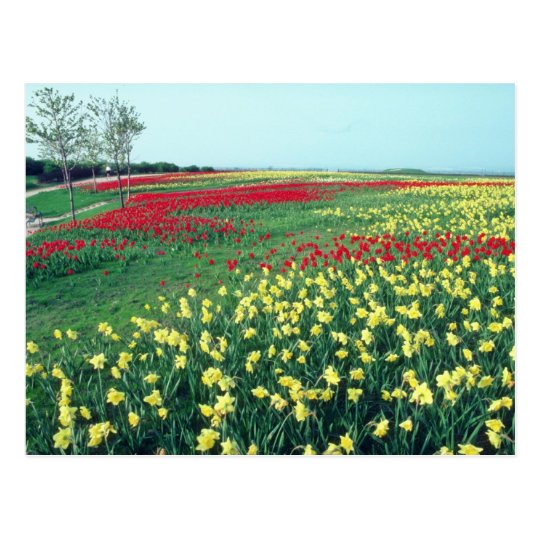 Red Red and white tulips, Kew Gardens flowers Postcard