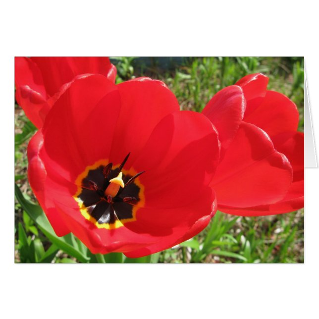 Red Red Red Tulips (Front Horizontal)