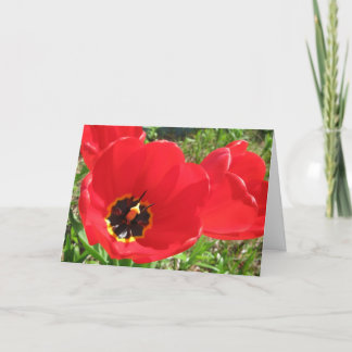 Red Red Red Tulips-Birthday Card