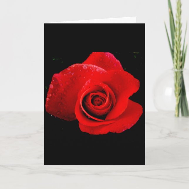 Red Red Rose Holiday Card (Front)
