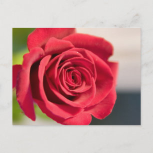 Red, red, rose postcard