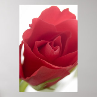 Red, red rose .. poster