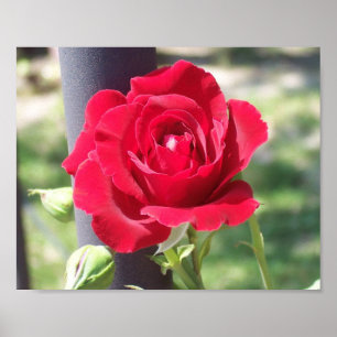 RED RED ROSE POSTER