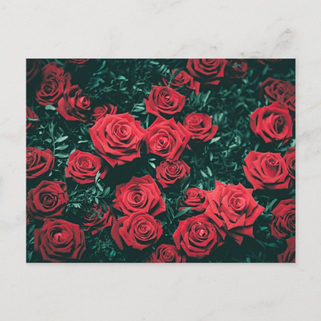 Red, red roses postcard (Front)