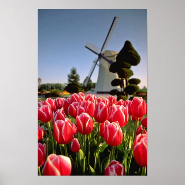 Red Red tulips and windmill flowers Poster (Front)