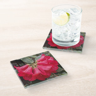 Red Rhododendron Blooms Floral Glass Coaster