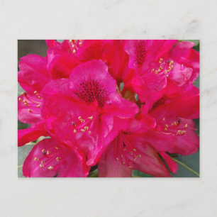 Red Rhododendron Postcard
