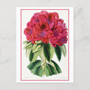 Red Rhododendron Vintage Botanical Postcard