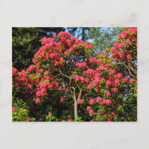 Red Rhododendrons Bute Park, Cardiff, Wales Postca Postcard