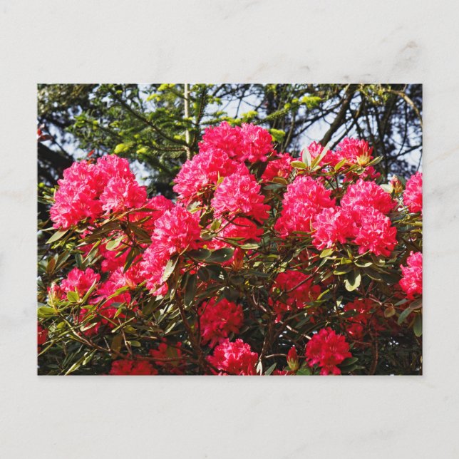 Red Rhododendrons Bute Park, Cardiff, Wales Postca Postcard (Front)