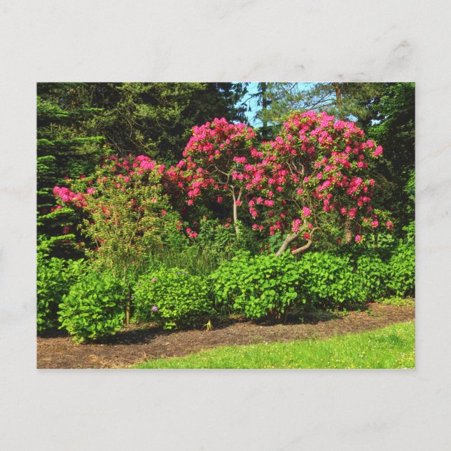 Red Rhododendrons Bute Park, Cardiff, Wales Postca Postcard (Front)