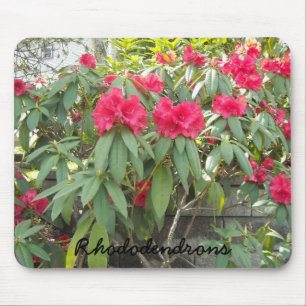 Red  Rhododendrons Mouse Mat