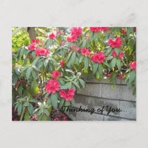 Red Rhodos - Thinking of You... Postcard