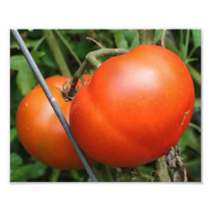 Red Ripe Garden Tomatoes On The Vine 8x10 Photo Print